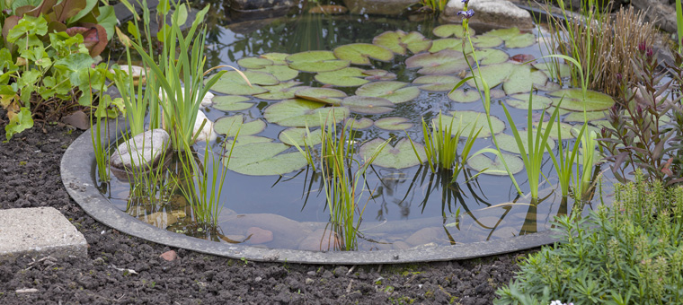 L' Oasis : bassin de jardin aquatique, Carpe Koi, et bache pour bassin